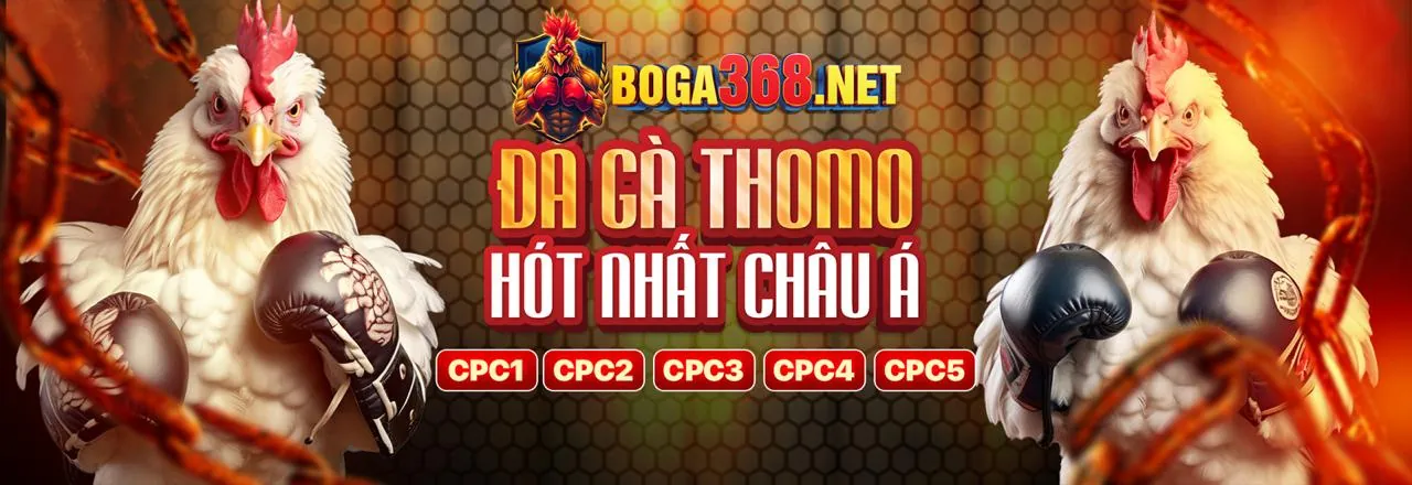 Trận đấu đá gà trực tiếp kịch tính tại kl99